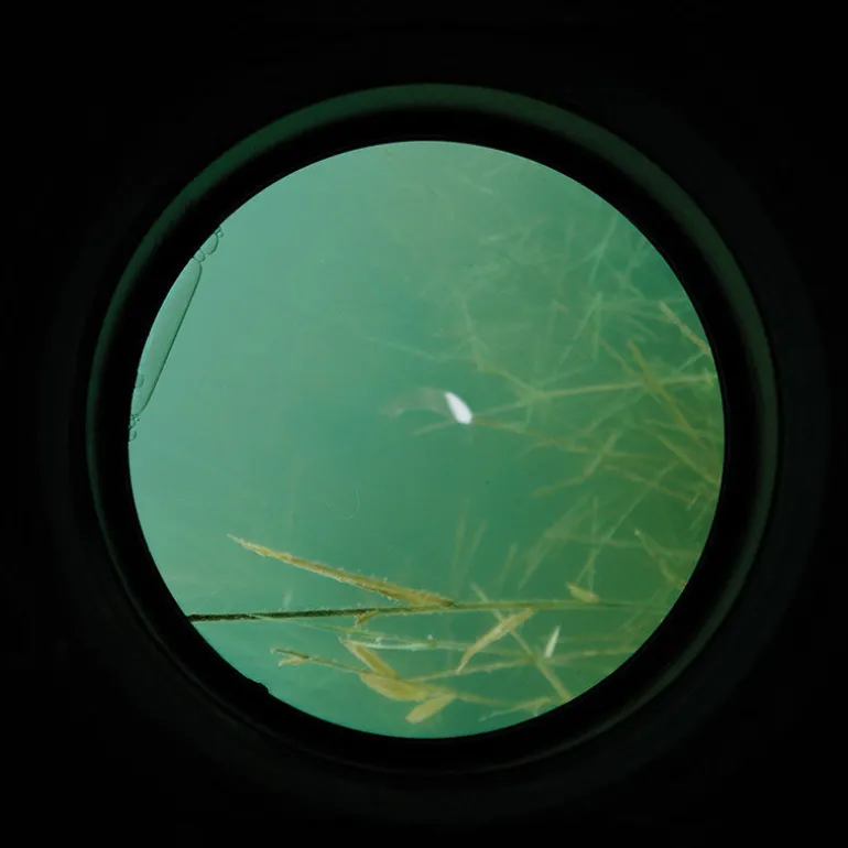 Aquascope carpe carp spirit water scan