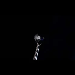 Foumis Noires H18 (x3)