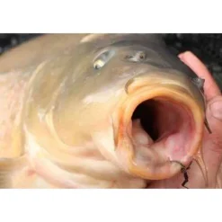 Hameçon carpe korda mixa (x10)